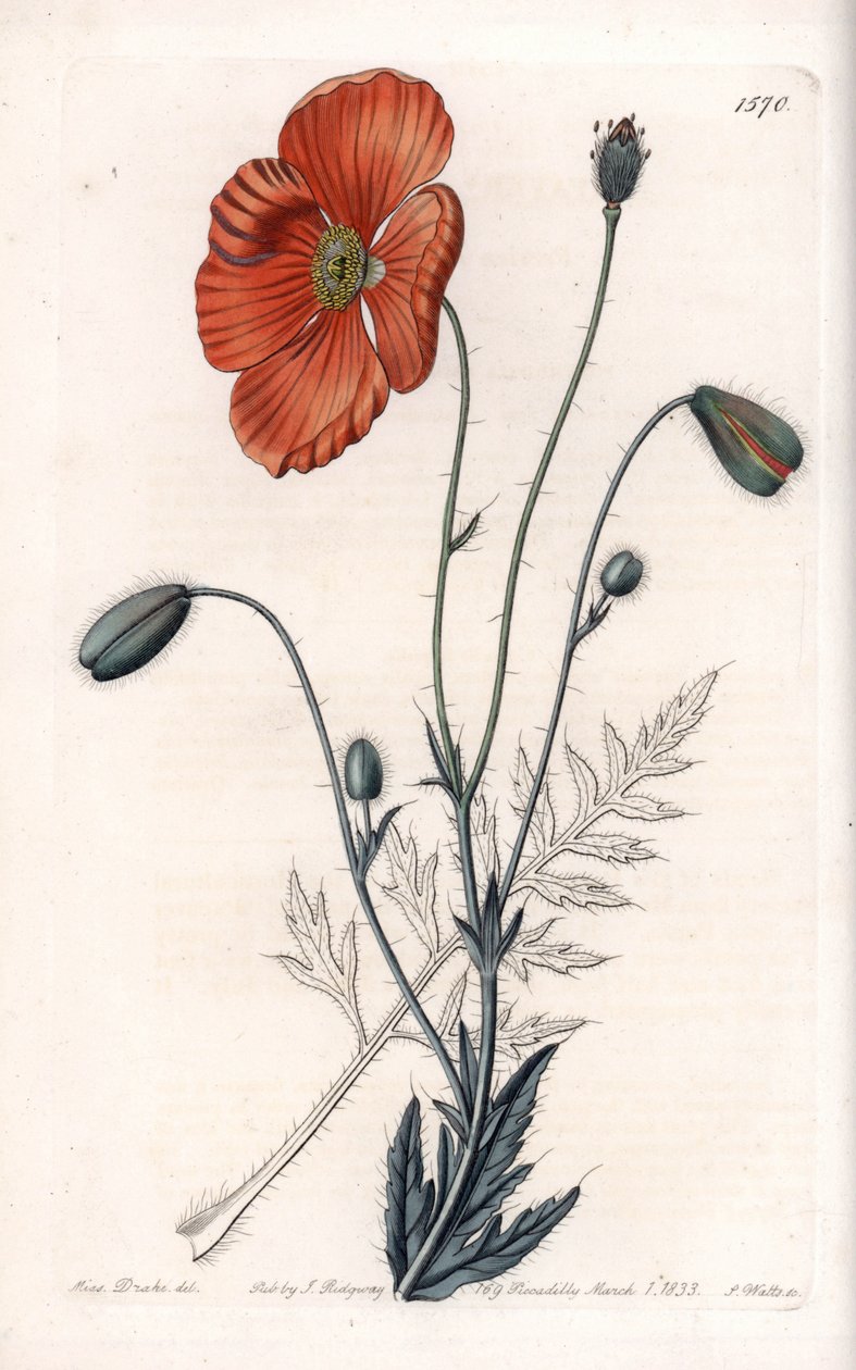 Persian Poppy Variete - Graverad av S.Watts, från en illustration av Sarah Anne Drake (1803-1857), från Botanical Register of Sydenham Edwards (1768-1819), England av Sydenham Teast Edwards