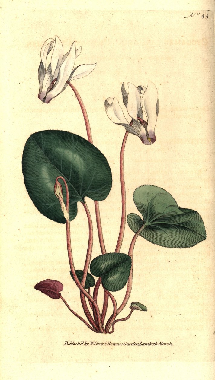 Persisk cyklamen eller cyklamen florister - Persisk cyklamen, Cyclamen persicum. Handkolorerad kopparstick efter en botanisk illustration av James Sowerby från William Curtis