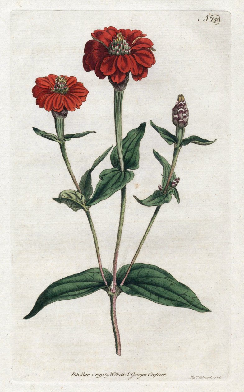 Peruansk zinnia eller bresine - Litografi av Sydenham Edwards (1768-1819), från Botanical Magazine av William Curtis (1746-1799) av Sydenham Teast Edwards