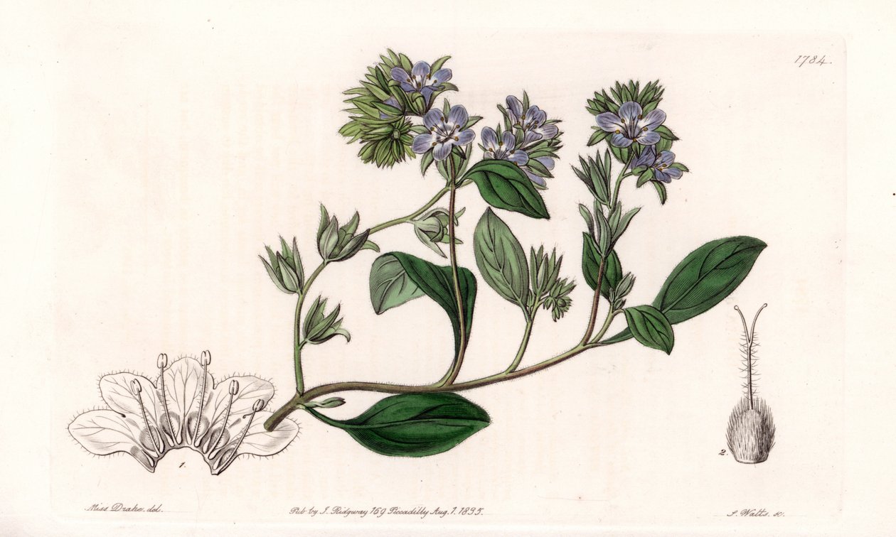 Phacelia, endemisk i Kalifornien - Graverad av S.Watts, från en illustration av Sarah Anne Drake (1803-1857), från Botanical Register of Sydenham Edwards (1768-1819), England av Sydenham Teast Edwards