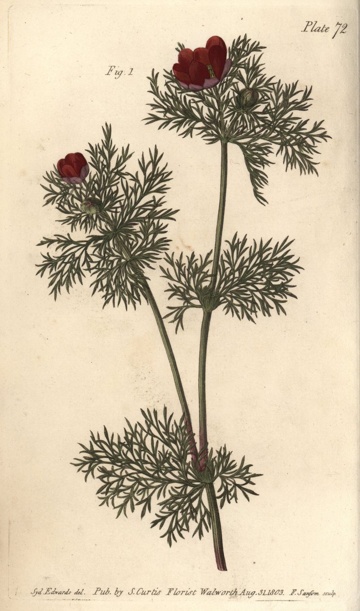 Fasanöga, Adonis annua, Polygynia, hermafroditblomma med många pistill. Handkolorerad kopparstick av F. Sansom av en botanisk illustration av Sydenham Edwards för William Curtis