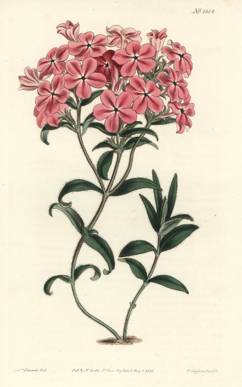 Phlox de la Caroline eller Jaume Saint Hilaire - Frasers håriga flox, Phlox amoena. Handkolorerad kopparstick av F. Sansom Jr. efter en illustration av Sydenham Edwards från William Curtis