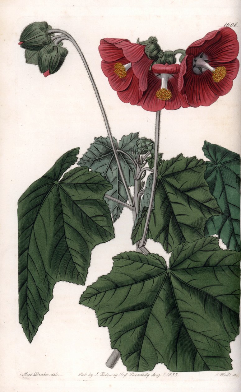 Phymosia variete, röda blommor, hemma i Mexiko - Graverad av S. Watts, från en illustration av Sarah Anne Drake (1803-1857), från Botanical Register of Sydenham Edwards (1768-1819), England av Sydenham Teast Edwards