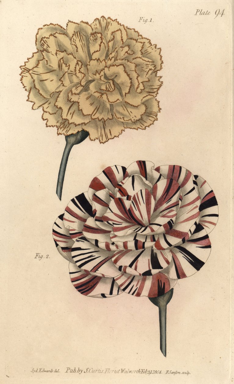 Picotee nejlika 1 och scarlet bisard nejlika 2. Handfärgad kopparstick av F. Sansom av en botanisk illustration av Sydenham Edwards för William Curtis