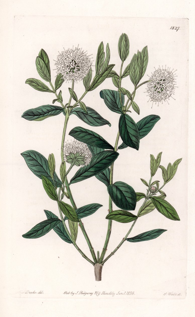 Pimelea Variete - Tallrik graverad av S.Watts, från en illustration av Sarah Anne Drake (1803-1857), från Botanical Register of Sydenham Edwards (1768-1819), England av Sydenham Teast Edwards