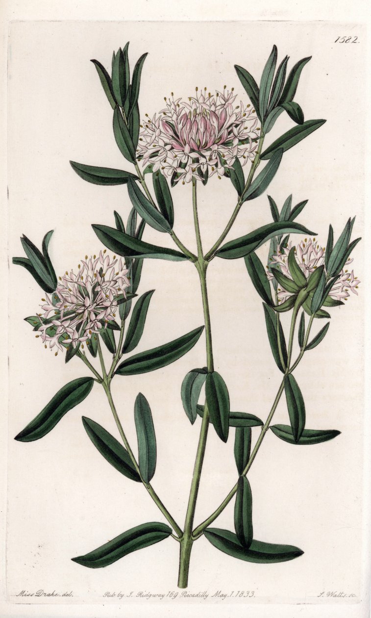 Pimelea sylvestris, född i Australien - graverad av S.Watts, från en illustration av Sarah Anne Drake (1803-1857), från Botanical Register of Sydenham Edwards (1768-1819), England av Sydenham Teast Edwards