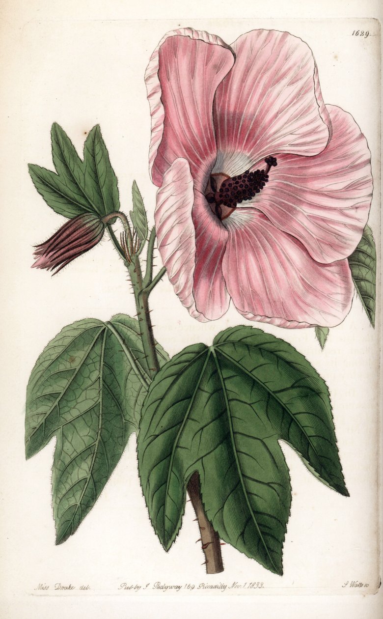 Pink Hibiscus - Tallrik graverad av S.Watts, från en illustration av Sarah Anne Drake (1803-1857), från Botanical Register of Sydenham Edwards (1768-1819), England av Sydenham Teast Edwards