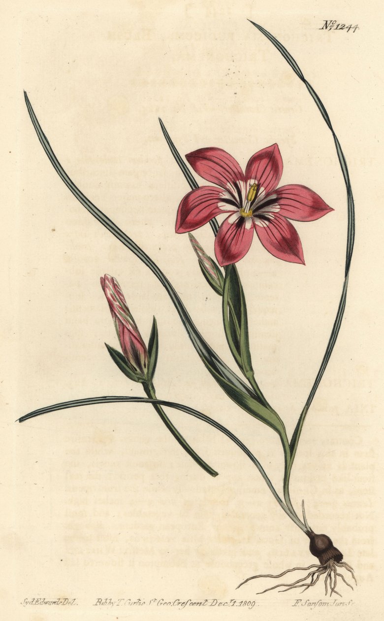 Rosa froetang, Romulea flava (Blush trichonema, Trichonema pudicum). Handkolorerad kopparstick av F. Sansom Jr. efter en illustration av Sydenham Edwards från William Curtis