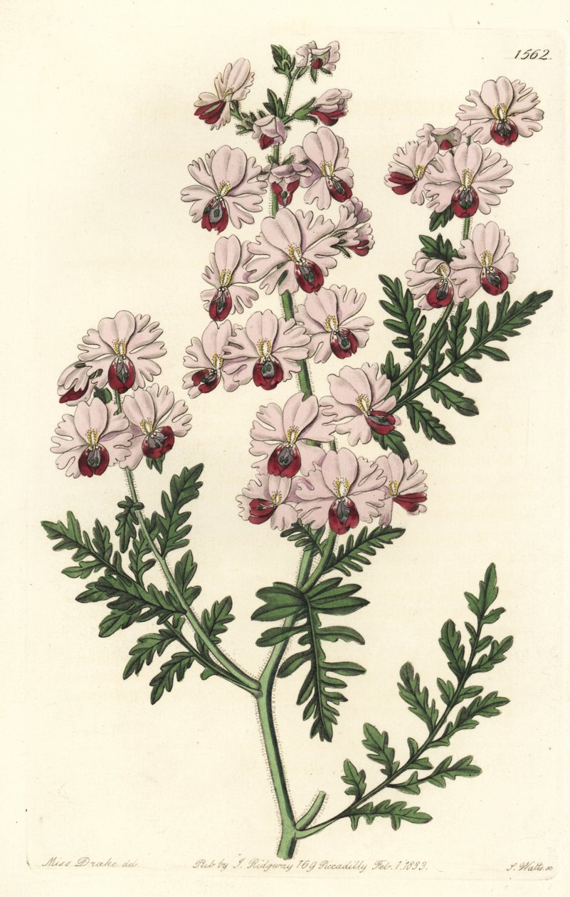 Fattigmansorkidé, Pinnated schizanthus dvärgsort, Schizanthus pinnatus humilis. Handkolorerad kopparstick av S. Watts efter en illustration av Miss Sarah Drake från Sydenham Edwards