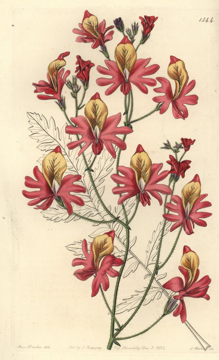 Fattigmansorkidé, Schizanthus grahamii (Trubbbladig schizanthus, Schizanthus retusus). Handfärgad kopparstick av S. Watts efter en illustration av Miss Sarah Drake från Sydenham Edwards