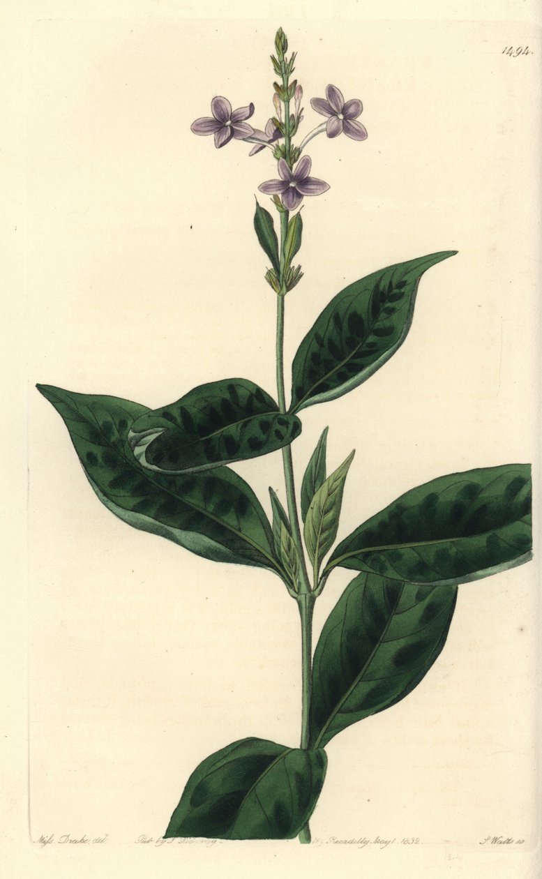 Pseuderanthemum faecundum (Ständigt blåsande eranthemum, Eranthemum faecundum). Handkolorerad kopparstick av S. Watts efter en illustration av Miss Sarah Drake från Sydenham Edwards