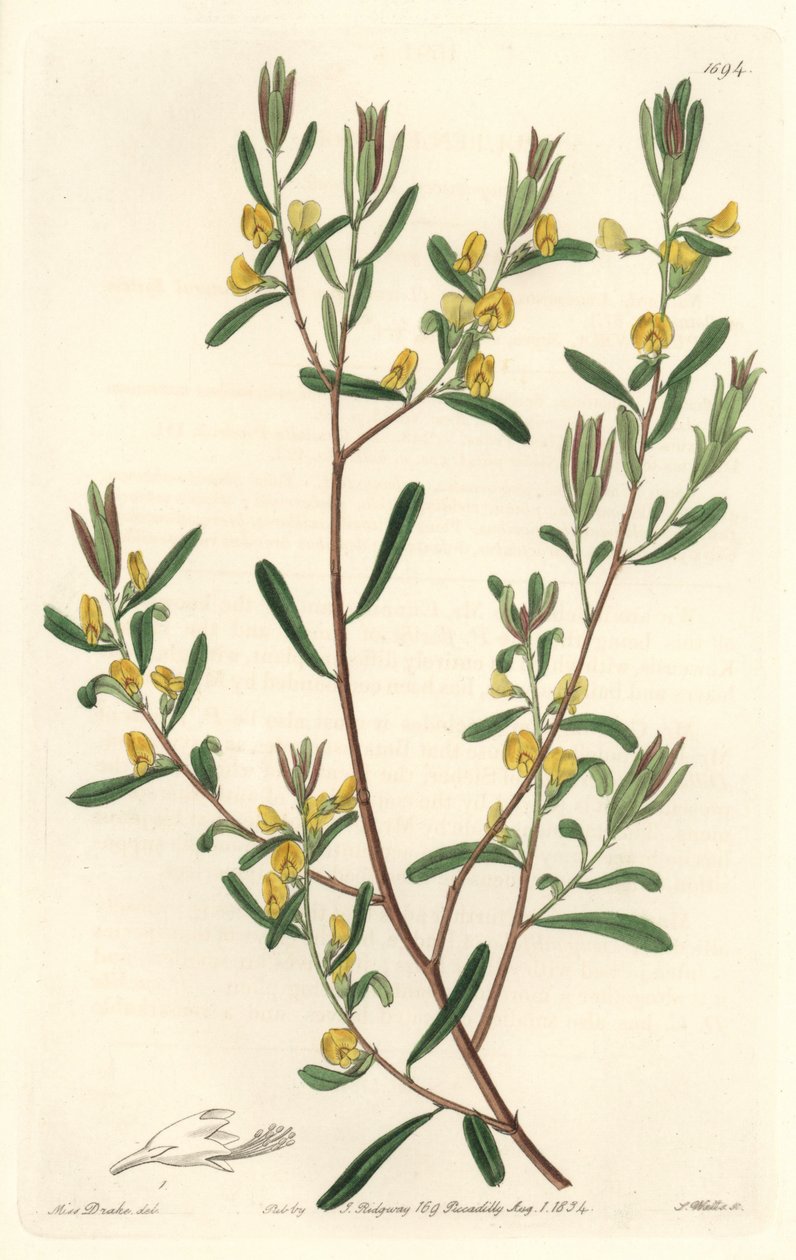 Pultanea flexilis, infödd i Australien - S. Watts starkt vatten från en illustration av Sarah Anne Drake (1803-1857), från Botanical Register av Sydenham Teast Edwards