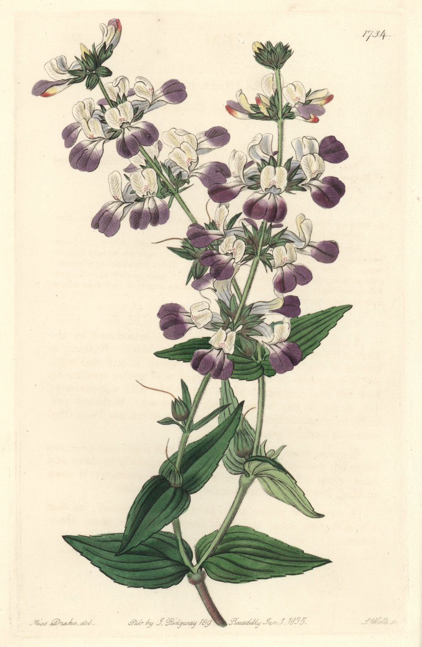 Purple Chinese Pagoda, ursprungligen från Kalifornien - S. Watts Strong Water från en illustration av Sarah Anne Drake (1803-1857), från Botanical Register av Sydenham Teast Edwards