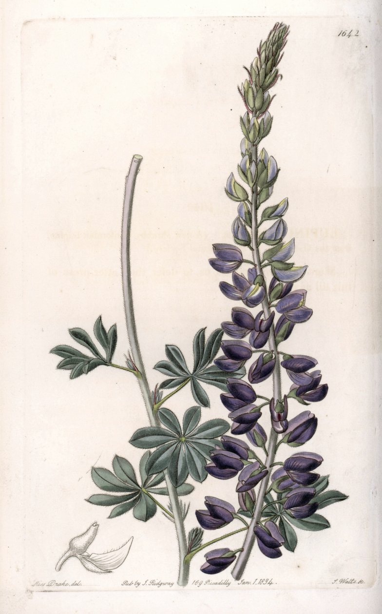 Purple Lupin Variete - Graverad av S.Watts, från en illustration av Sarah Anne Drake (1803-1857), från Botanical Register of Sydenham Edwards (1768-1819), England av Sydenham Teast Edwards