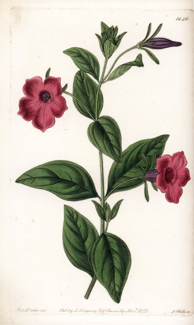 Lila blomma petunia - Tallrik graverad av S.Watts, från en illustration av Sarah Anne Drake (1803-1857), från Botanical Register of Sydenham Edwards (1768-1819), England av Sydenham Teast Edwards