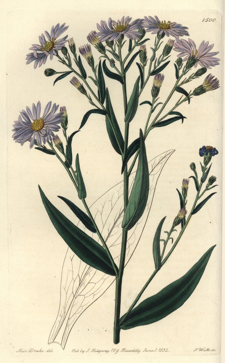 Lilablommig astersort - Symphyotrichum laeve (Slät aster, Aster laevis). Handkolorerad kopparstick av S. Watts efter en illustration av Miss Sarah Drake från Sydenham Edwards