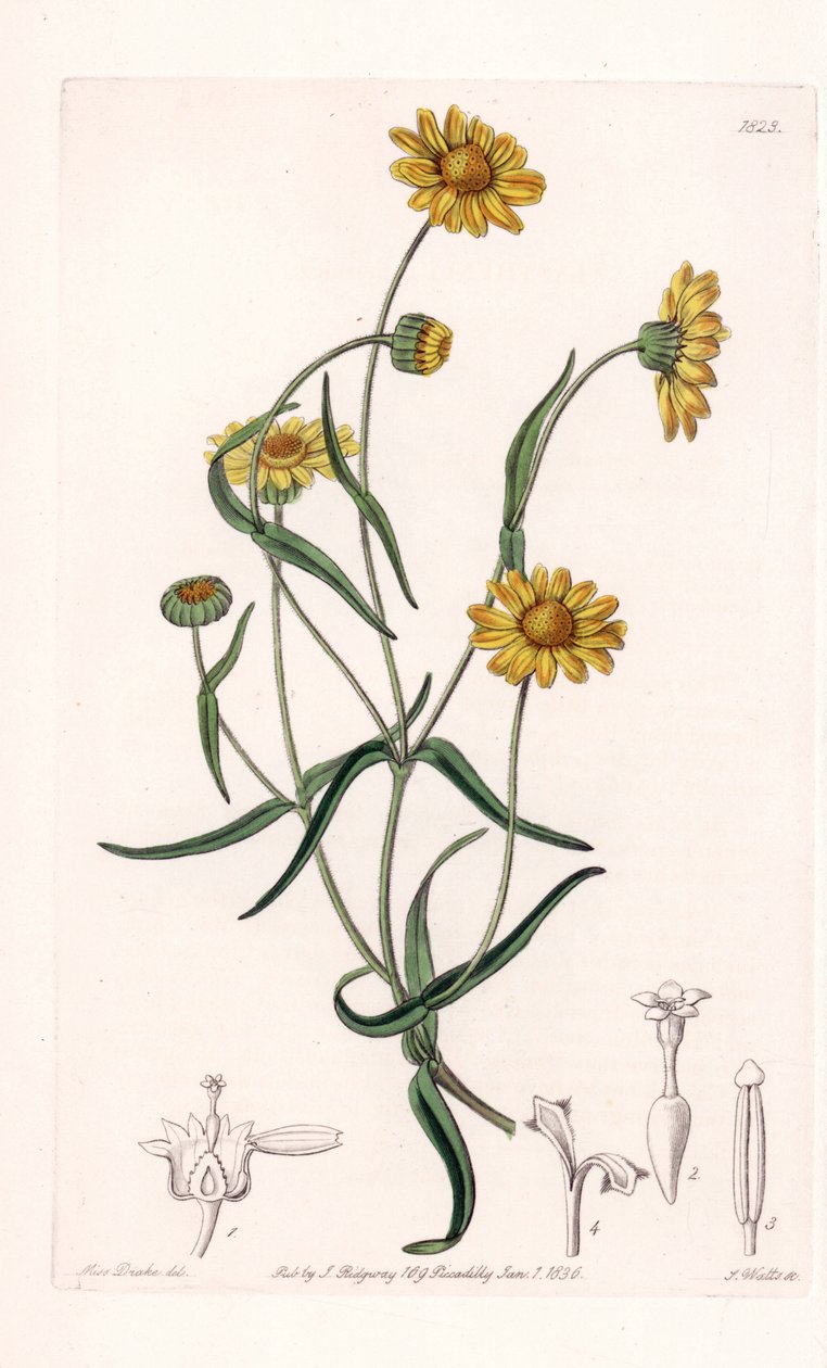 Queen Daisy of California - Graverad av S.Watts, från en illustration av Sarah Anne Drake (1803-1857), från Botanical Register of Sydenham Edwards (1768-1819), England av Sydenham Teast Edwards