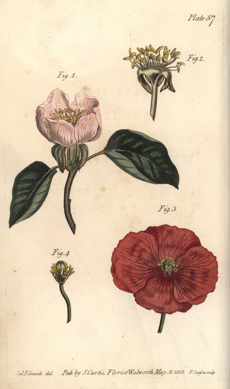 Kvittensblomma, Cydonia oblonga, Icosandria av Sydenham Teast Edwards