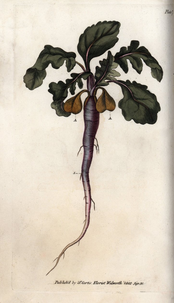 Rädisa, potagere rot. Färgad kopparstick, illustration av Sydenham Edwards (1768-1819) för Conferences of Botanical, Botanical Garden of Lambeth (England) av Sydenham Teast Edwards