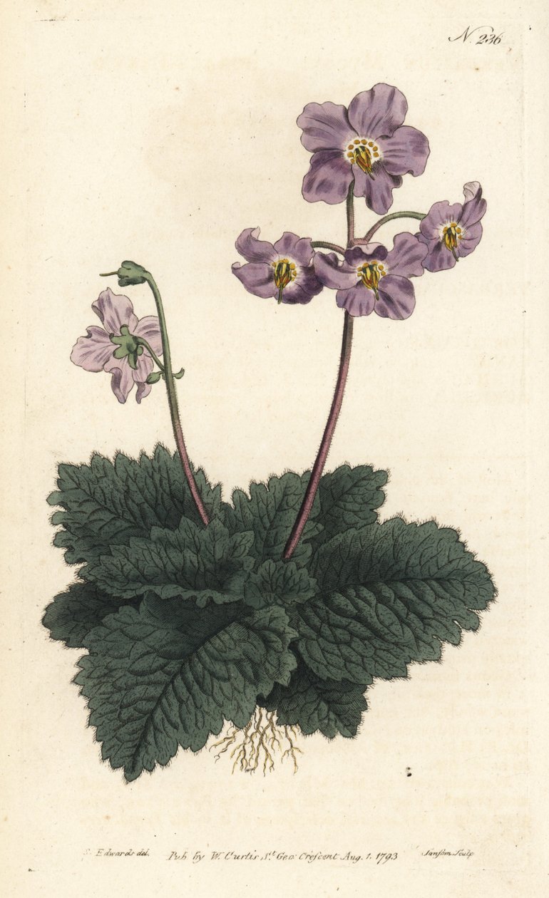 Ramondy (eller ramonde) av Pyrenéerna - Pyrenéisk viol, Ramonda myconi (Borage-Lev