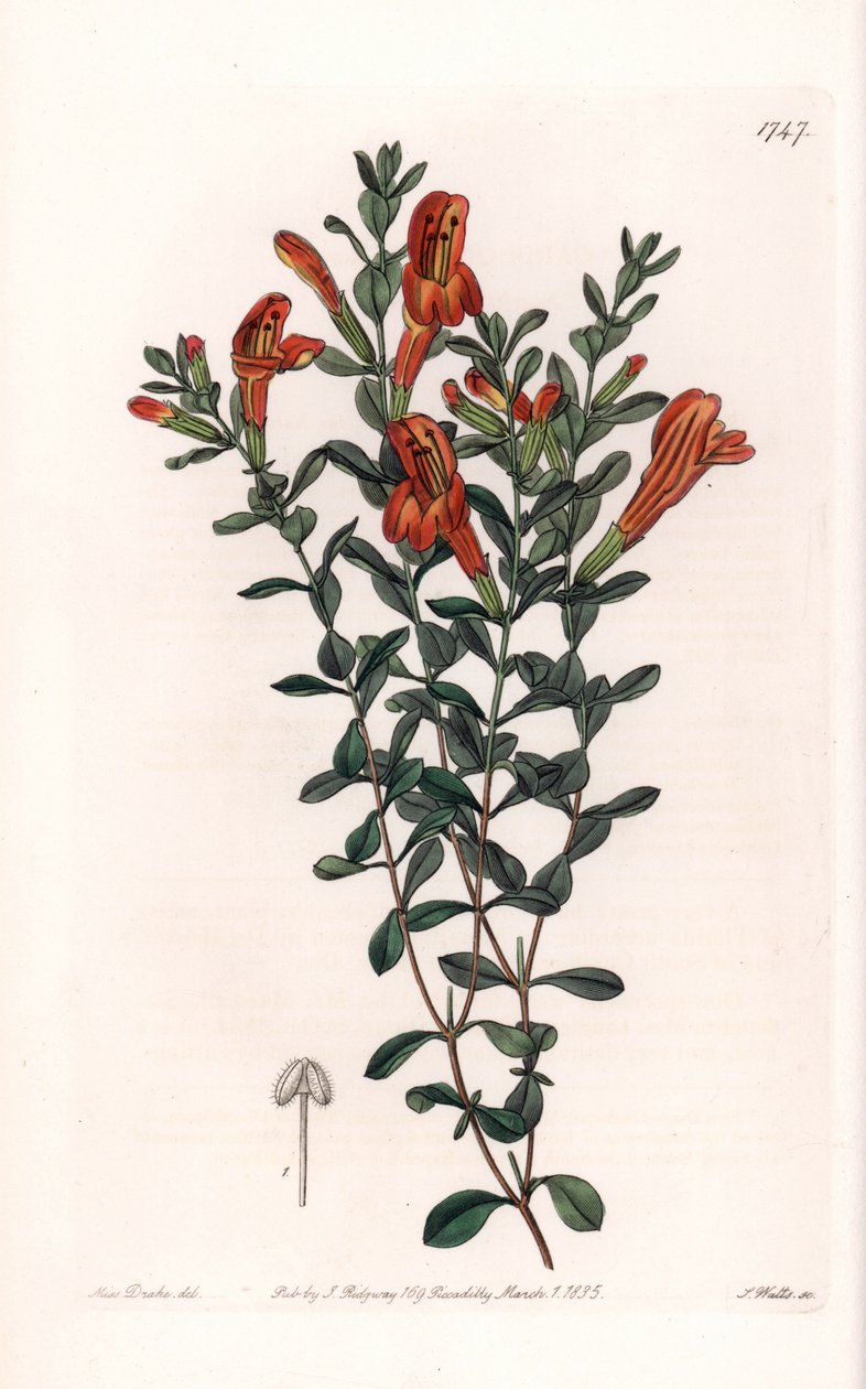 Red Clinopode Variete - Graverad av S. Watts, från en illustration av Sarah Anne Drake (1803-1857), från Botanical Register of Sydenham Edwards (1768-1819), England av Sydenham Teast Edwards