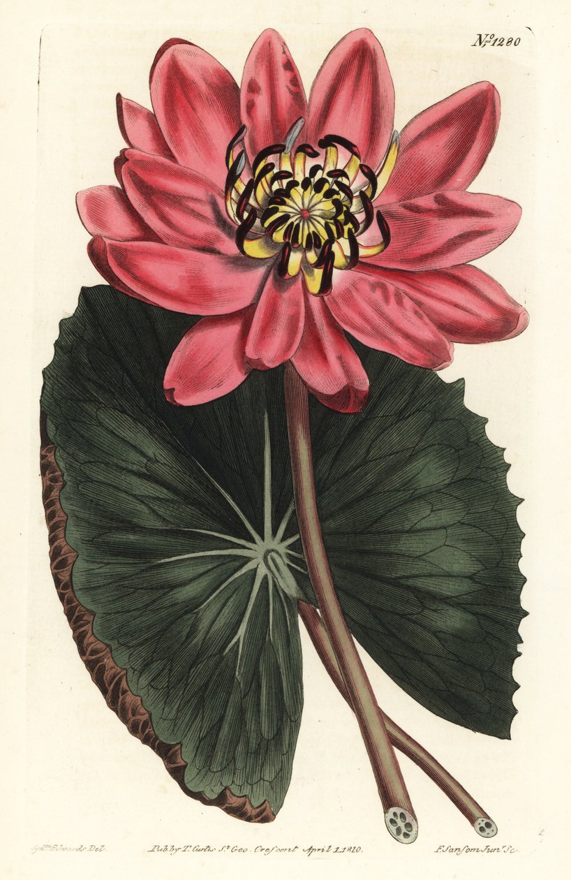 Röd Lotus - Rödblommig näckros, Nymphaea rubra. Handkolorerad kopparstick av F. Sansom Jr. efter en illustration av Sydenham Edwards från William Curtis