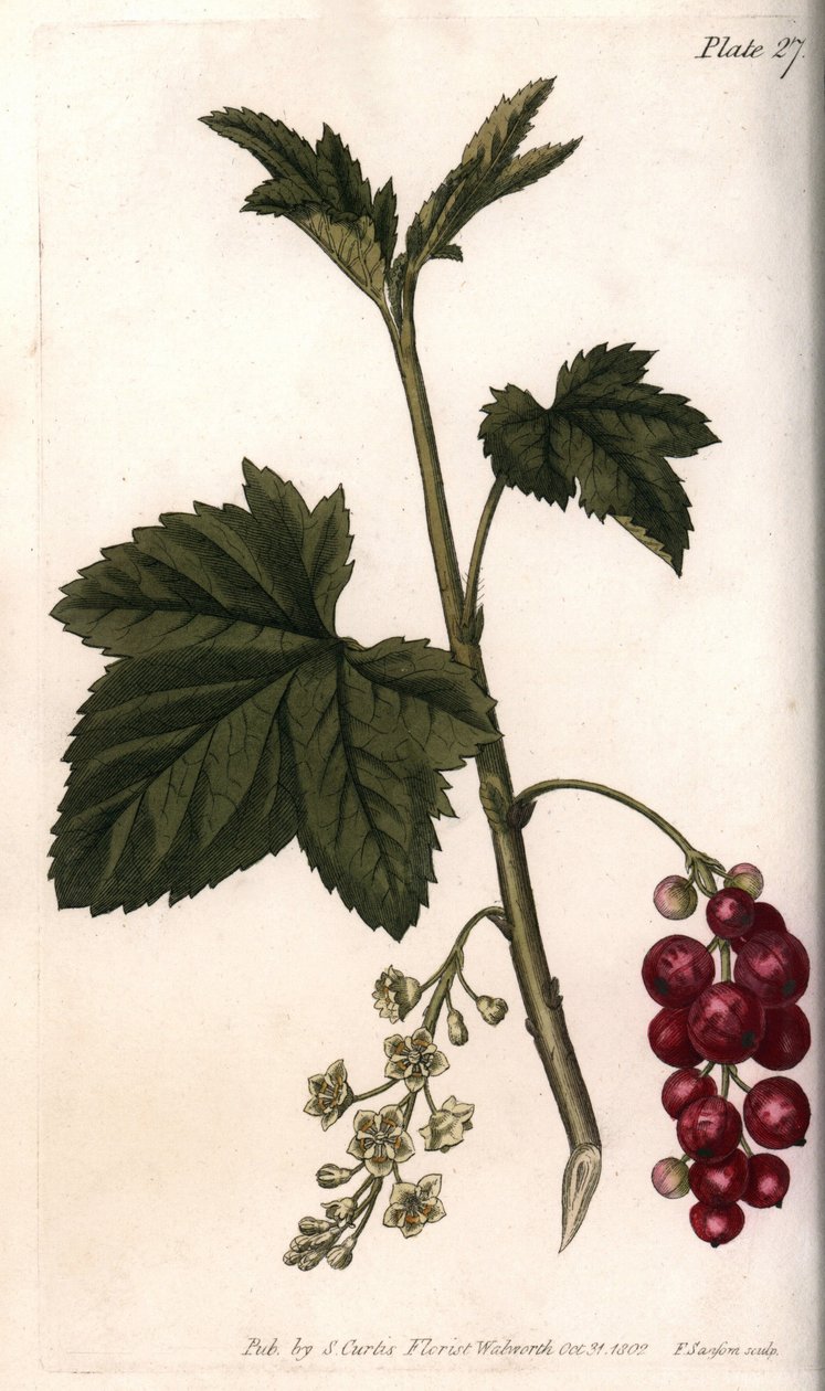 Röda vinbär. Färgad kopparstick, illustration av Sydenham Edwards (1768-1819) för Conferences of Botanical, Botanical Garden of Lambeth (England) av Sydenham Teast Edwards