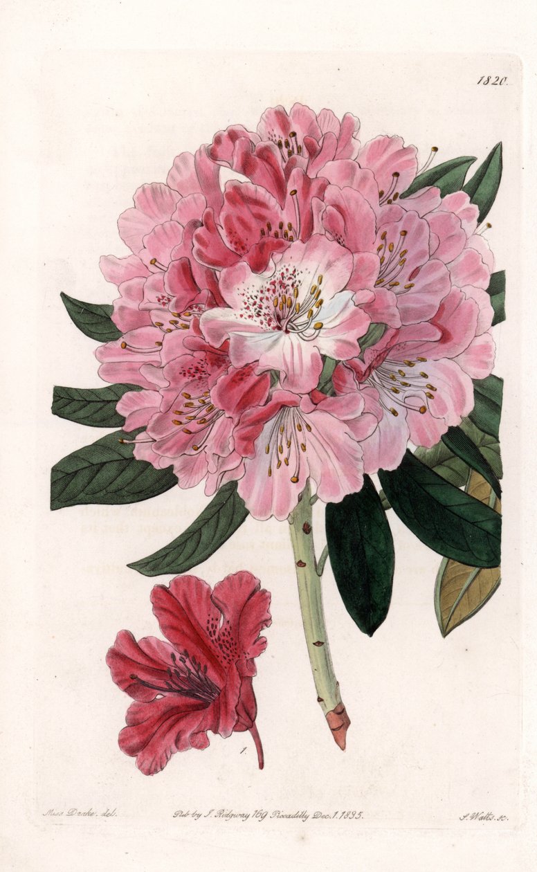 Rhododendron Hybrid Variete - Graverad av S.Watts, från en illustration av Sarah Anne Drake (1803-1857), från Botanical Register of Sydenham Edwards (1768-1819), England av Sydenham Teast Edwards