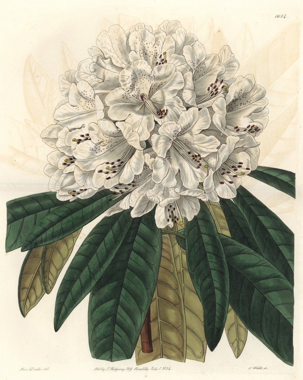 Rhododendron eller azalee med vita blommor, hemma i Nepal - Water forte av S. Watts från en illustration av Sarah Anne Drake (1803-1857), från Botanical Register av Sydenham Teast Edwards