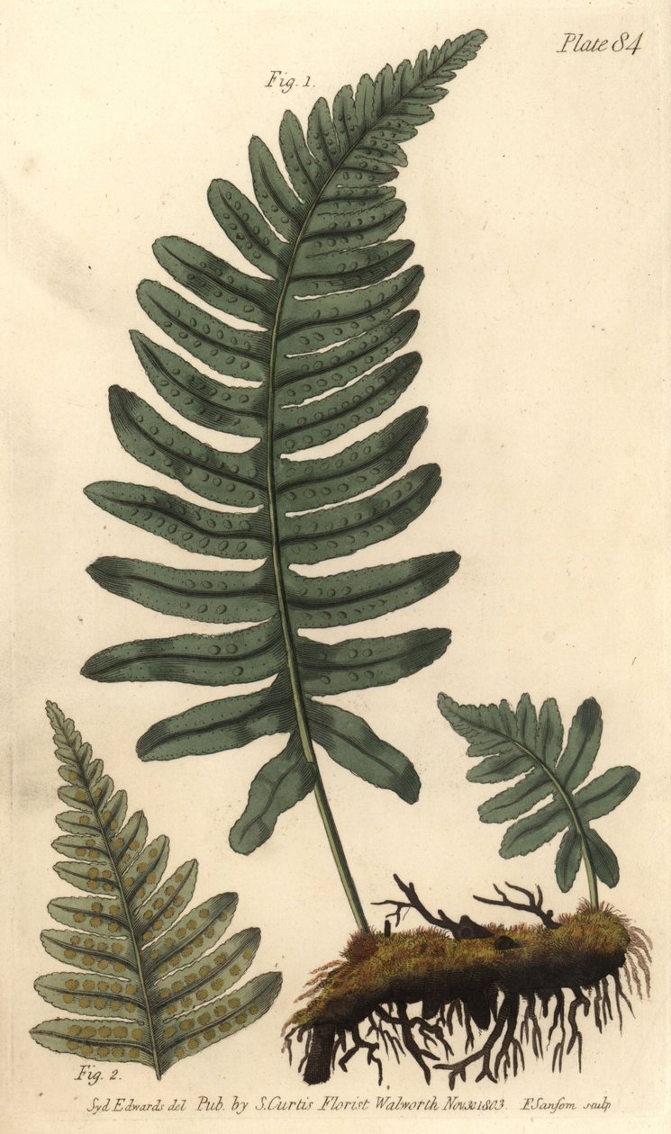 Rockcap ormbunke eller polypodi, Polypodium vulgare, Filices. Handkolorerad kopparstick av F. Sansom av en botanisk illustration av Sydenham Edwards för William Curtis