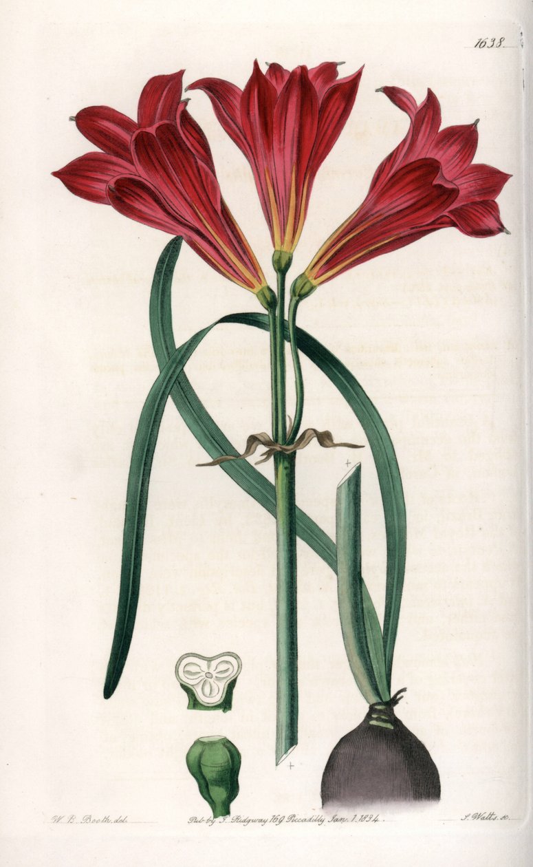 Rodophiale bifide - Graverad tavla av S.Watts, baserad på en illustration av Sarah Anne Drake (1803-1857), från Botanical Register of Sydenham Edwards (1768-1819), England av Sydenham Teast Edwards