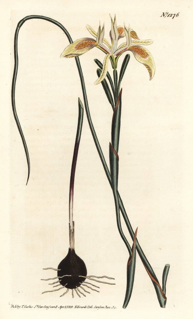 Valsbladig moraea, Moraea angusta. Handkolorerad kopparstick av F. Sansom Jr. efter en illustration av Sydenham Edwards från William Curtis