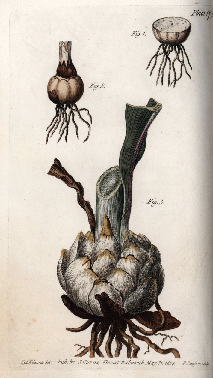 Rot och glödlampa av liljor. Färgad kopparstick, illustration av Sydenham Edwards (1768-1819) för Conferences of Botanical, Botanical Garden of Lambeth (England) av Sydenham Teast Edwards