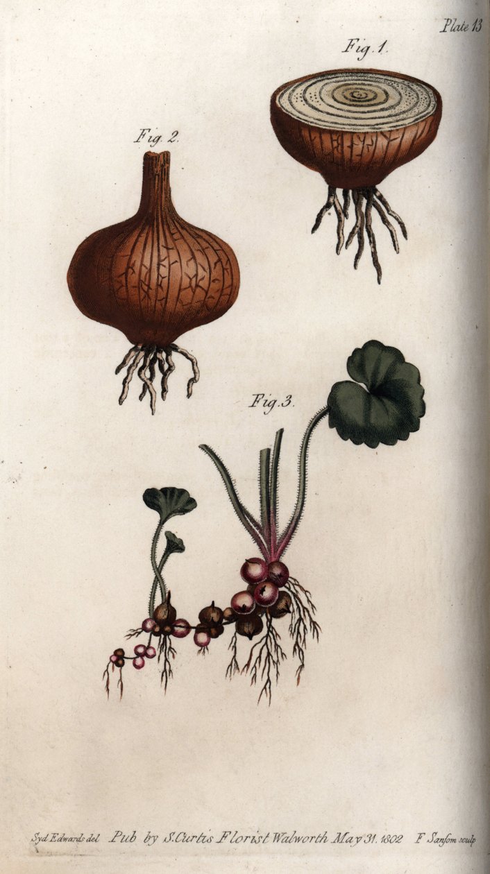Rötter och lökar av lök och saxifrage, granulee eller så kallade bulbils. Färgad kopparstick, illustration av Sydenham Edwards (1768-1819) för Conferences of Botanical, Botanical Garden of Lambeth (England) av Sydenham Teast Edwards