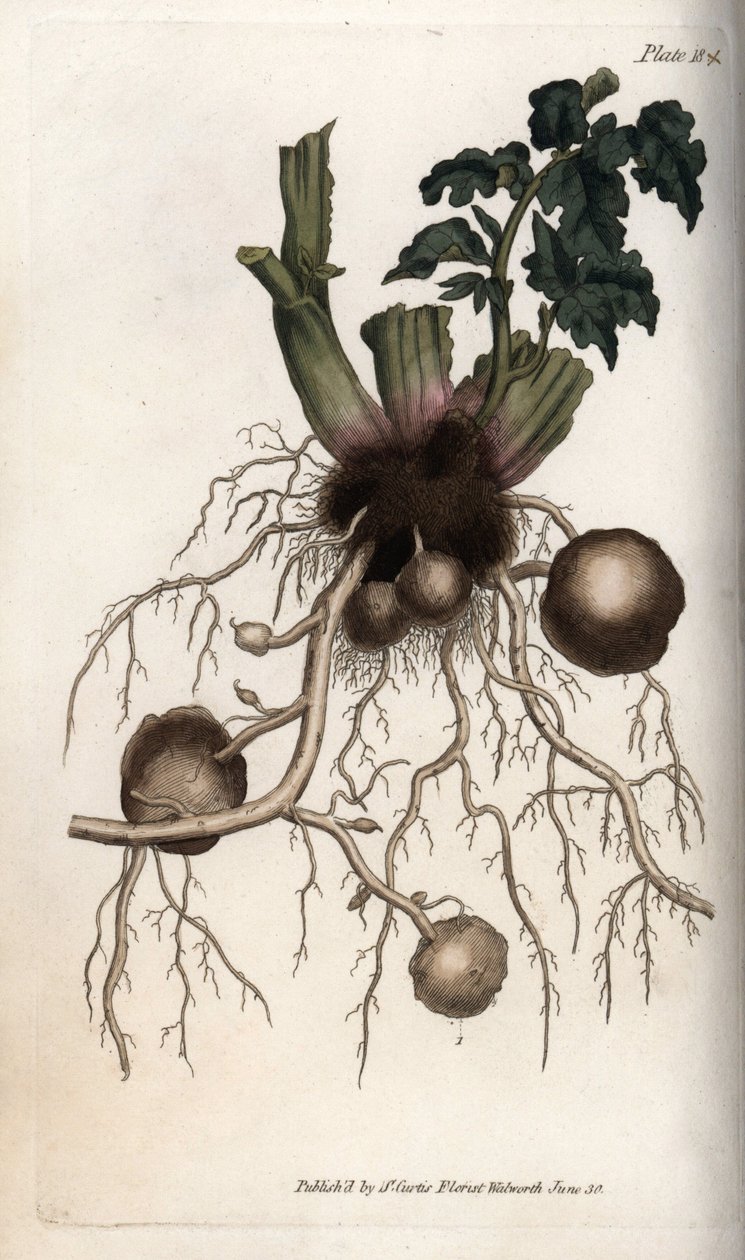 Rötter och knölar av en sättpotatis. Färgad kopparstick, illustration av Sydenham Edwards (1768-1819) för Conferences of Botanical, Botanical Garden of Lambeth (England) av Sydenham Teast Edwards