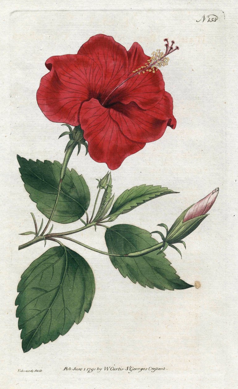 Rose de Chine - Litografi av Sydenham Edwards (1768-1819), plåt från William Curtis
