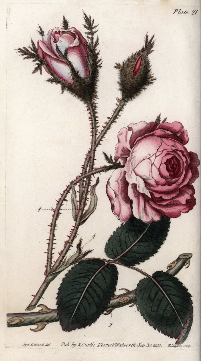 Ros, rosenblomma hundra löv. Färgad kopparstick, illustration av Sydenham Edwards (1768-1819) för Conferences of Botanical, Botanical Garden of Lambeth (England) av Sydenham Teast Edwards
