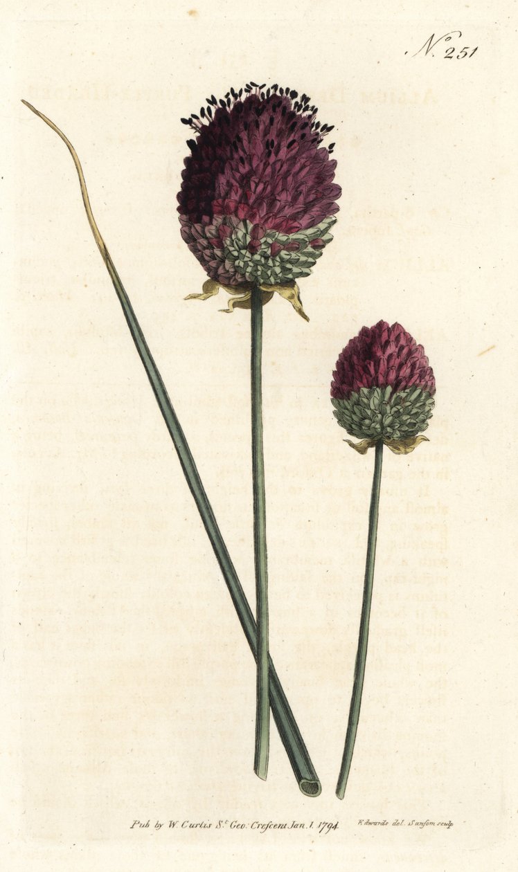 Rundhövdad vitlök, Allium sphaerocephalon (Lilahövdad vitlök, Allium descendens). Handfärgad kopparstick av Sansom efter en illustration av Sydenham Edwards från William Curtis