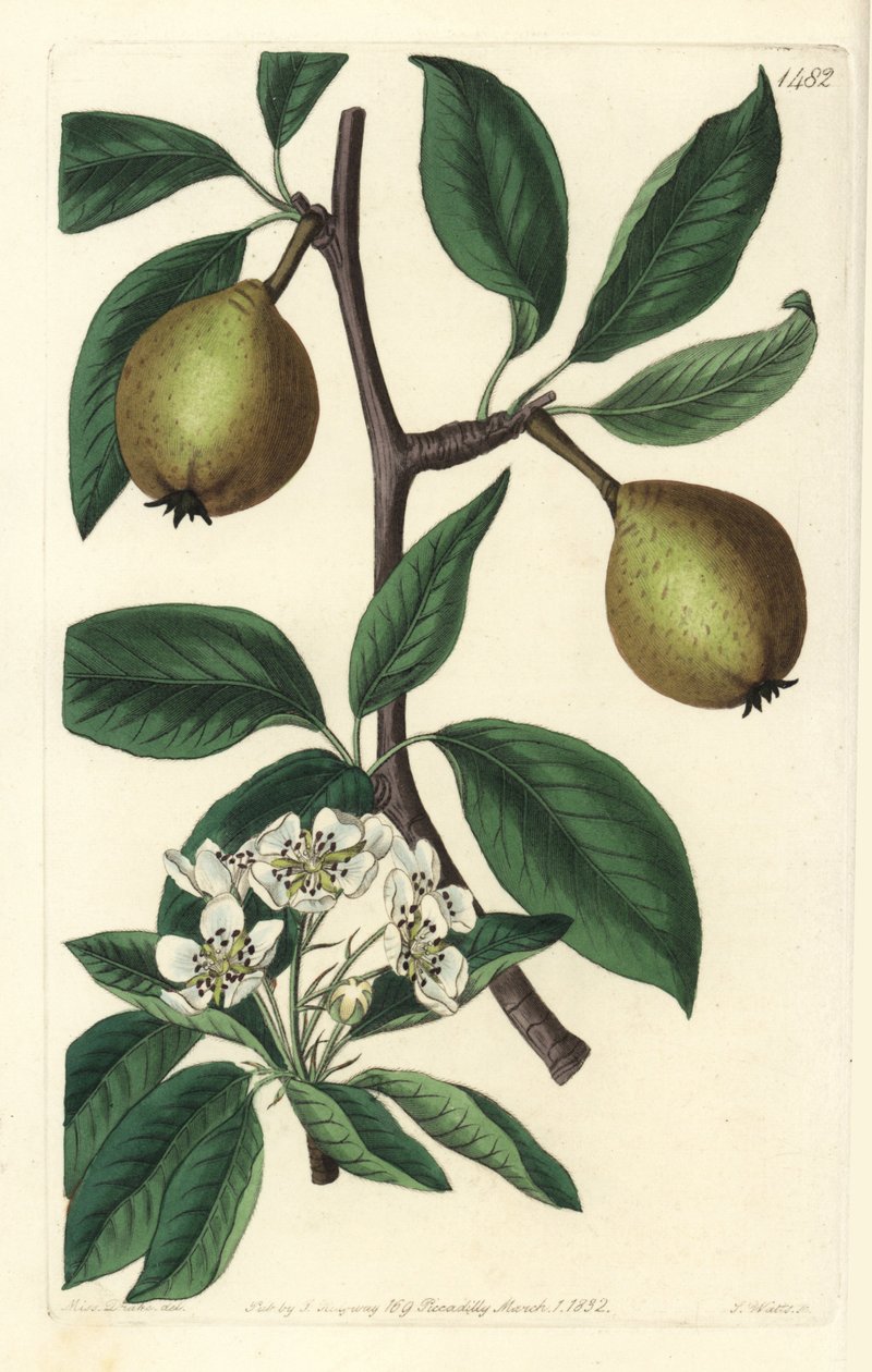 Salviabladspäron - salviabladspäron, Pyrus salviifolia (Pyrus salvifolia). Handkolorerad kopparstick av S. Watts efter en illustration av Sarah Drake från Sydenham Edwards