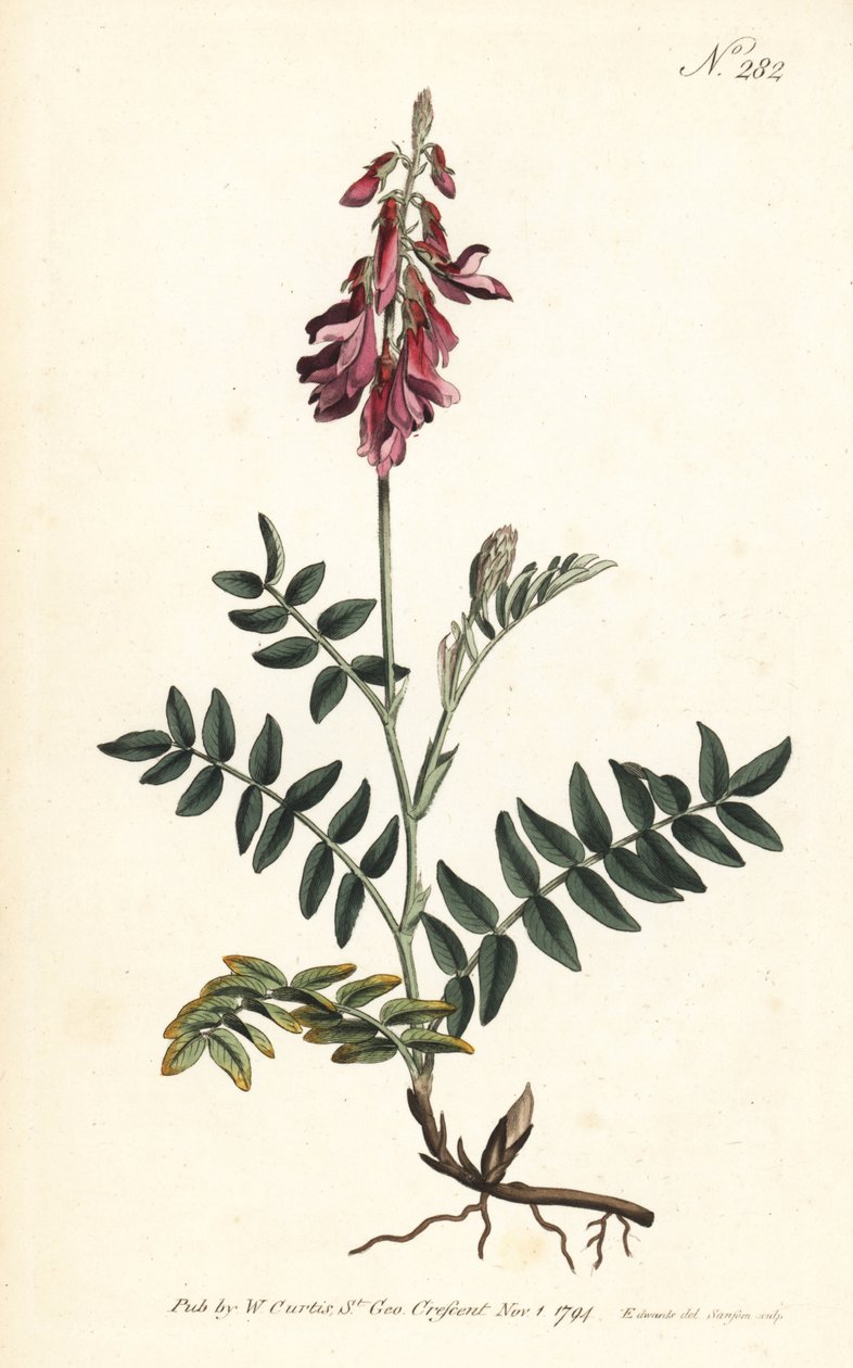Sainfoin des Alpes - Alpin sainfoin, Hedysarum hedysaroides (Krypande rotad hedysarum obscurum) - Handkolorerad kopparstick av Sansom efter en illustration av Sydenham Edwards från William Curtis
