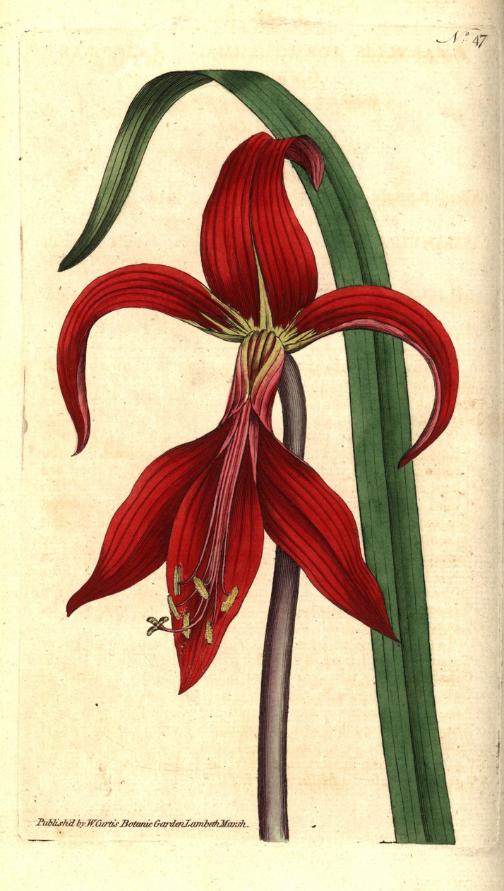 Sankt Jakobslilja - jakobinsk lilja eller aztekisk lilja, Sprekelia formosissima (Jacobean amaryllis, Amaryllis formosissima). Handkolorerad kopparstick och botanisk illustration av James Sowerby från William Curtis