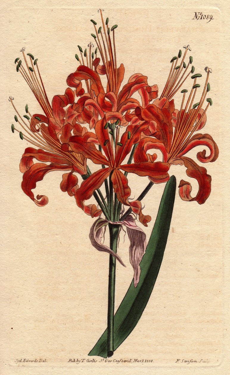 Laxfärgad amaryllis, med lockig orange blomma, blommande från en fot. Laxfärgad amaryllis, med lockiga orange blommor som blommar från en enda stjälk. Amaryllis förödmjukar. Handfärgad kopparstick från en botanisk illustration av av Sydenham Teast Edwards