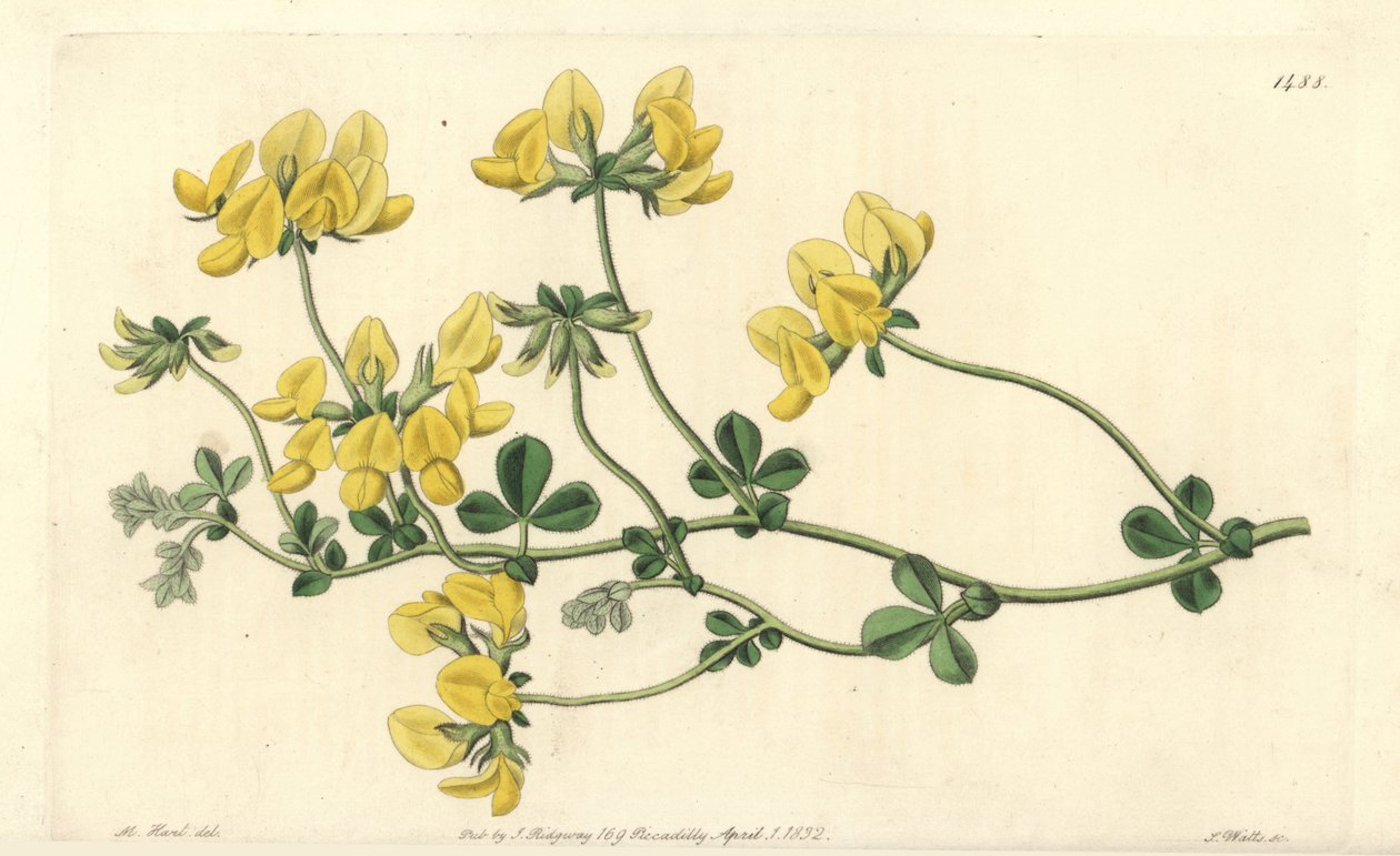 Sandlotus - Sandlotus, Lotus arenarius. Handkolorerad kopparstick av S. Watts efter en illustration av M. Hart från Sydenham Edwards