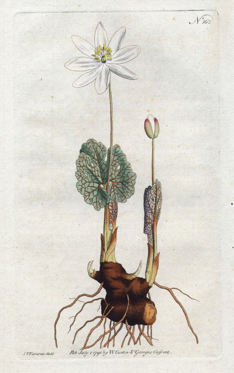 Sanguinaire du Canada - Litografi av Sydenham Edwards (1768-1819), plåt från William Curtis