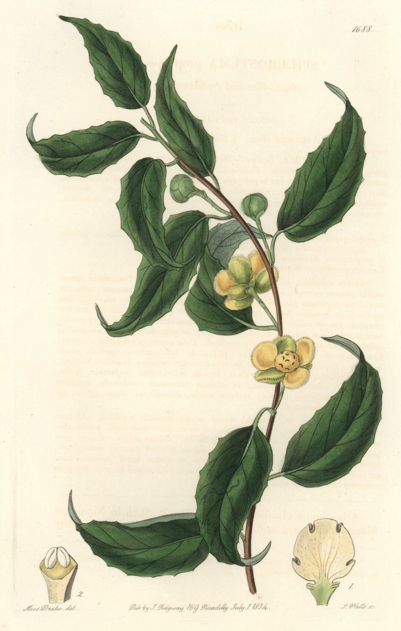 Schisandra har gula blommor, ursprungligen från Nepal - Water forte av S. Watts efter en illustration av Sarah Anne Drake (1803-1857), från Botanical Register av Sydenham Teast Edwards