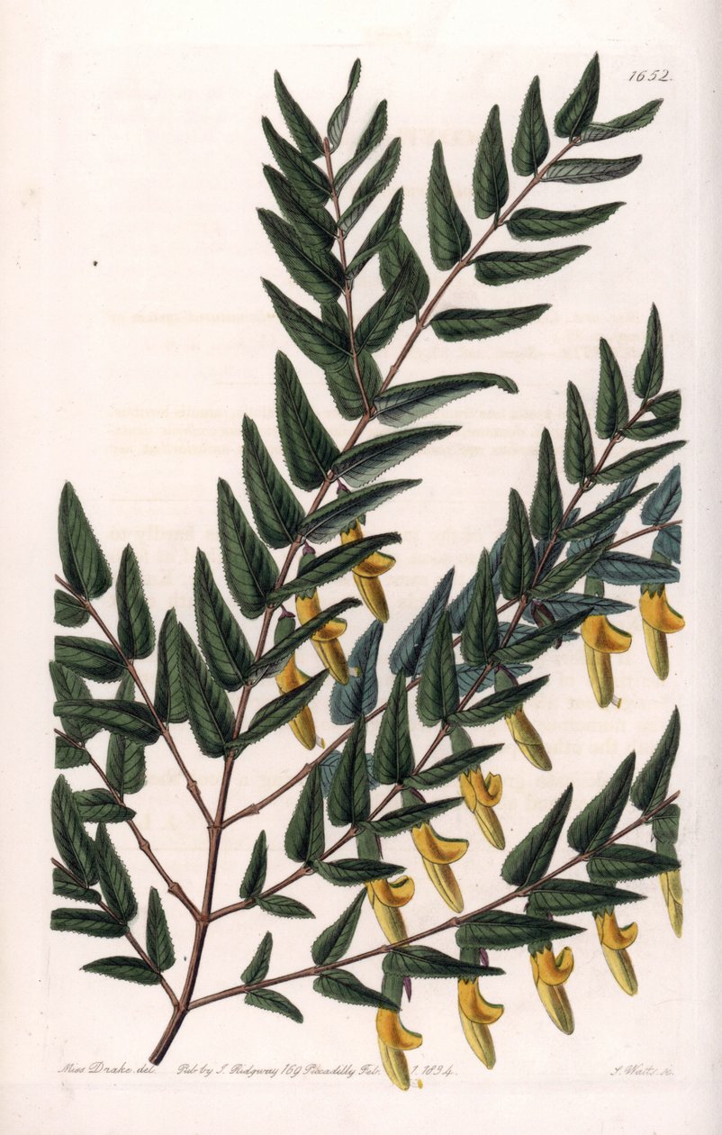 Scotia a smooth branches - Plåt graverad av S.Watts, från en illustration av Sarah Anne Drake (1803-1857), från Botanical Register of Sydenham Edwards (1768-1819), England av Sydenham Teast Edwards