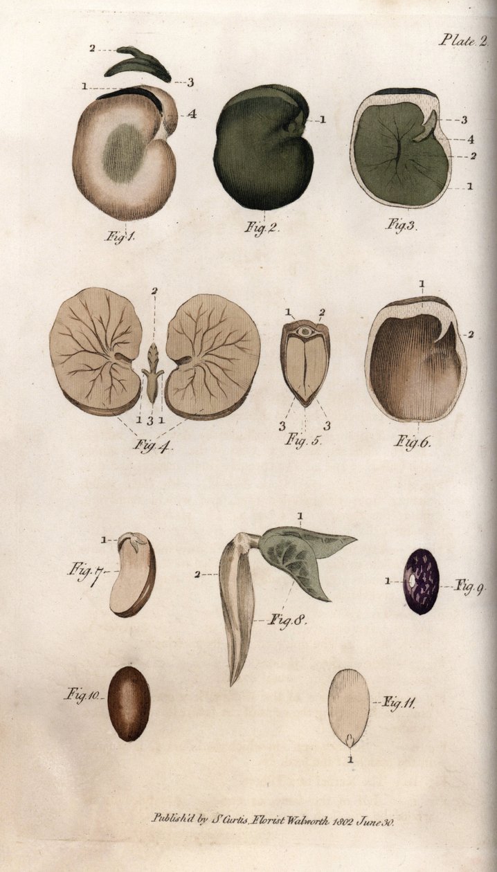 Frön och deras sektioner: sorter av vanliga bönor och fikonfrö. Färgad kopparstick, illustration av Sydenham Edwards (1768-1819) för Conferences of Botanical, Botanical Garden of Lambeth (England) av Sydenham Teast Edwards