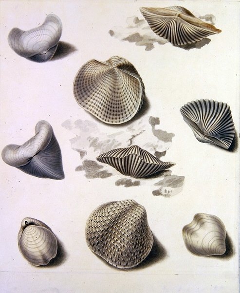 Skal och marin flora (penna, penna, bläck och akvarell på papper) (se även 351984, 351986 och 351987) av Sydenham Teast Edwards