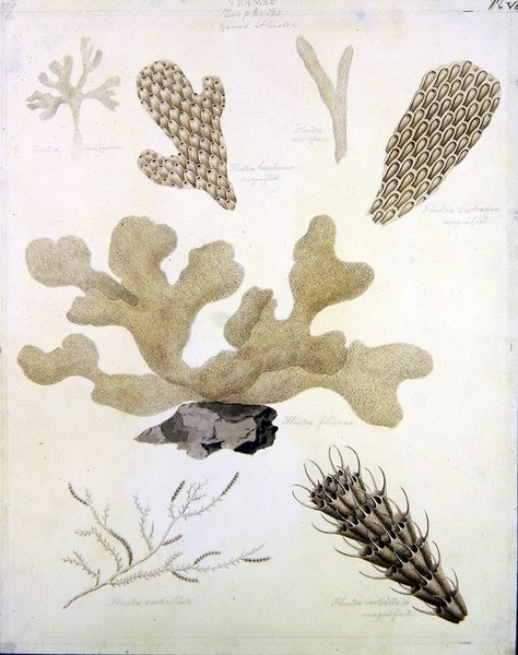 Skal och marin flora (penna, penna, bläck och akvarell på papper) (se även 351984, 351985 och 351986) av Sydenham Teast Edwards