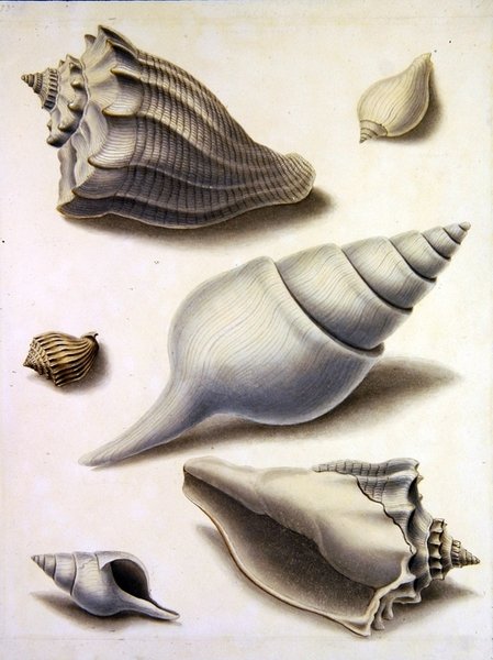 Skal och marin flora (penna, penna, bläck och akvarell på papper) (se även 351984, 351985 och 351987) av Sydenham Teast Edwards